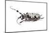 Long Horn Beetle Aristobia Voeti-Darrell Gulin-Mounted Photographic Print