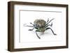 Long Horn Beetle Zographus Gegalis Centralis Male Straight on Head View-Darrell Gulin-Framed Photographic Print