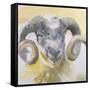 Long Horn Sheep-Lou Gibbs-Framed Stretched Canvas