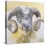 Long Horn Sheep-Lou Gibbs-Stretched Canvas