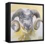 Long Horn Sheep-Lou Gibbs-Framed Stretched Canvas