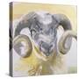 Long Horn Sheep-Lou Gibbs-Stretched Canvas