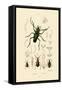 Long-Horned Beetle, 1833-39-null-Framed Stretched Canvas