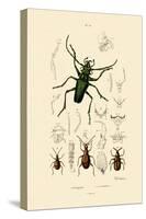 Long-Horned Beetle, 1833-39-null-Stretched Canvas