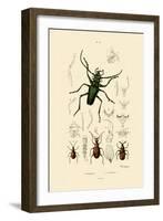 Long-Horned Beetle, 1833-39-null-Framed Giclee Print