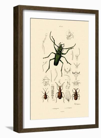 Long-Horned Beetle, 1833-39-null-Framed Giclee Print