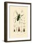 Long-Horned Beetle, 1833-39-null-Framed Giclee Print