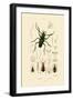 Long-Horned Beetle, 1833-39-null-Framed Giclee Print