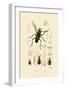 Long-Horned Beetle, 1833-39-null-Framed Giclee Print