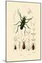 Long-Horned Beetle, 1833-39-null-Mounted Giclee Print