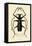 Long-Horned Beetle, 1833-39-null-Framed Stretched Canvas