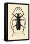 Long-Horned Beetle, 1833-39-null-Framed Stretched Canvas