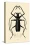 Long-Horned Beetle, 1833-39-null-Stretched Canvas