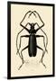 Long-Horned Beetle, 1833-39-null-Framed Giclee Print