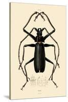 Long-Horned Beetle, 1833-39-null-Stretched Canvas