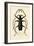 Long-Horned Beetle, 1833-39-null-Framed Giclee Print