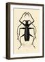 Long-Horned Beetle, 1833-39-null-Framed Giclee Print