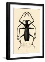 Long-Horned Beetle, 1833-39-null-Framed Giclee Print