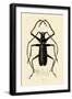 Long-Horned Beetle, 1833-39-null-Framed Giclee Print