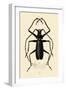 Long-Horned Beetle, 1833-39-null-Framed Giclee Print