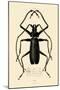 Long-Horned Beetle, 1833-39-null-Mounted Giclee Print