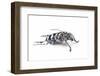 Long Horned Beetle Anoplophora Elegans-Darrell Gulin-Framed Photographic Print