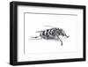 Long Horned Beetle Anoplophora Elegans-Darrell Gulin-Framed Photographic Print