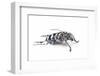 Long Horned Beetle Anoplophora Elegans-Darrell Gulin-Framed Photographic Print