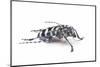 Long Horned Beetle Anoplophora Elegans-Darrell Gulin-Mounted Photographic Print