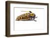 Long Horned Beetle Aristobia Approximator, Male Smaller and Female Larger-Darrell Gulin-Framed Photographic Print