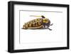 Long Horned Beetle Aristobia Approximator, Male Smaller and Female Larger-Darrell Gulin-Framed Photographic Print