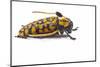 Long Horned Beetle Aristobia Approximator, Male Smaller and Female Larger-Darrell Gulin-Mounted Photographic Print