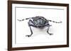 Long Horned Beetle Aristobia Approximator, Male Smaller and Female Larger-Darrell Gulin-Framed Photographic Print