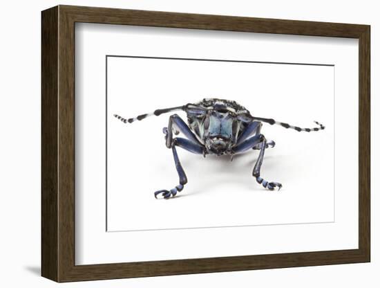 Long Horned Beetle Aristobia Approximator, Male Smaller and Female Larger-Darrell Gulin-Framed Photographic Print