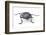 Long Horned Beetle Aristobia Approximator, Male Smaller and Female Larger-Darrell Gulin-Framed Photographic Print