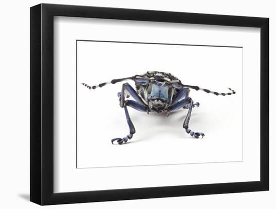 Long Horned Beetle Aristobia Approximator, Male Smaller and Female Larger-Darrell Gulin-Framed Photographic Print