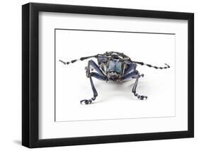 Long Horned Beetle Aristobia Approximator, Male Smaller and Female Larger-Darrell Gulin-Framed Photographic Print