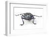 Long Horned Beetle Aristobia Approximator, Male Smaller and Female Larger-Darrell Gulin-Framed Photographic Print