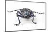 Long Horned Beetle Aristobia Approximator, Male Smaller and Female Larger-Darrell Gulin-Mounted Photographic Print