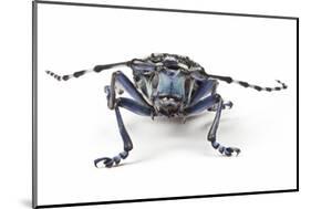 Long Horned Beetle Aristobia Approximator, Male Smaller and Female Larger-Darrell Gulin-Mounted Photographic Print