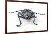 Long Horned Beetle Aristobia Approximator, Male Smaller and Female Larger-Darrell Gulin-Framed Photographic Print