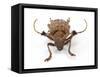 Long Horned Beetle Aristobia Horridula-Darrell Gulin-Framed Stretched Canvas