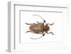 Long Horned Beetle Aristobia Horridula-Darrell Gulin-Framed Photographic Print