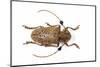 Long Horned Beetle Aristobia Horridula-Darrell Gulin-Mounted Photographic Print