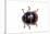 Long Horned Beetle Diastocera Wallichi-Darrell Gulin-Stretched Canvas