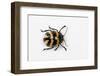 Long Horned Beetle Diastocera Wallichi-Darrell Gulin-Framed Photographic Print