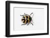 Long Horned Beetle Diastocera Wallichi-Darrell Gulin-Framed Photographic Print