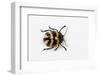 Long Horned Beetle Diastocera Wallichi-Darrell Gulin-Framed Photographic Print