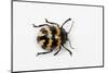 Long Horned Beetle Diastocera Wallichi-Darrell Gulin-Mounted Photographic Print