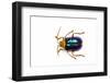 Long Horned Beetle Diastocera Wallichi-Darrell Gulin-Framed Photographic Print